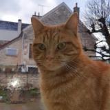 Foto del gato perdido en Vincelles