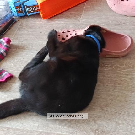 Foto 1/1 Hades Chat perdido en Argences