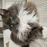 Foto del gato perdido en Brest