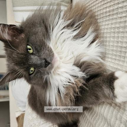 Foto 1/1 Mazou Chat perdido en Brest