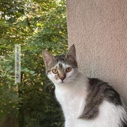 Foto 1/1 loumi Chat perdido en Belfort