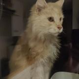 Foto de gato encontrado en Mouxy