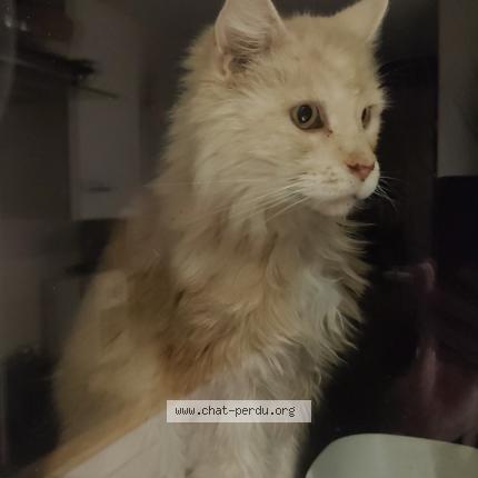 Foto 1/1 Gato encontrado Encontrado en Mouxy