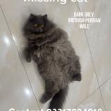 Foto del gato perdido en Rawalpindi