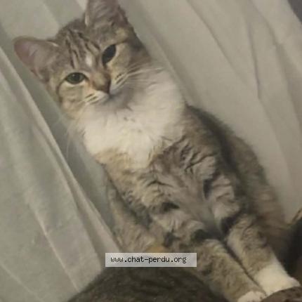 Foto 1/1 Arthemis Chat perdido en Marcinelle