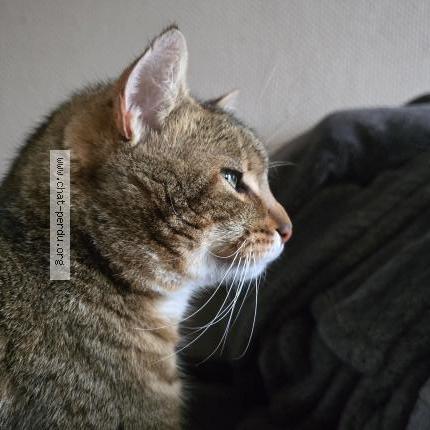 Foto 1/2 Simba Chat perdido en Beaulieu sur layon