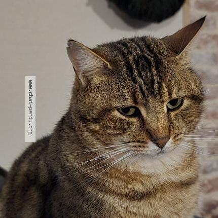 Foto 2/2 Simba Chat perdido en Beaulieu sur layon