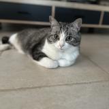 Foto del gato perdido en Ruaudin