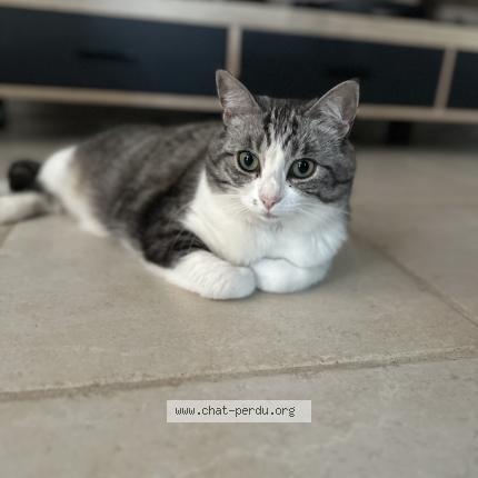 Foto 1/1 Caña Chat perdido en Ruaudin