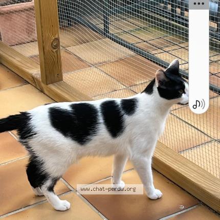 Foto 1/1 Dolce Chat perdido en Paris