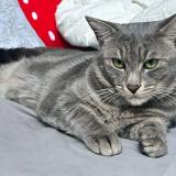 Foto del gato perdido en Noyelles Sous Lens