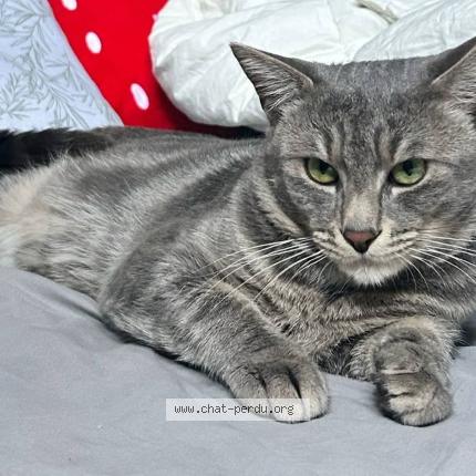 Foto 1/1 Ganaelle Hette Chat perdido en Noyelles sous lens