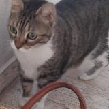 Foto del gato perdido en Le Cannet