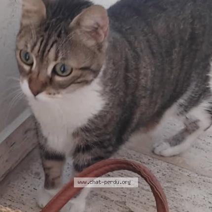 Foto 1/1 Mimi Chat perdido en Le cannet