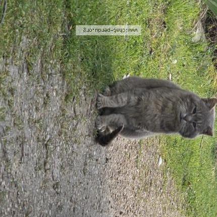Foto 1/1 Gato encontrado Encontrado en St hilaire sur erre