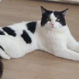 Foto del gato perdido en Lille