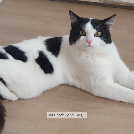 Foto 1/1 Pixxo Chat perdido en Lille