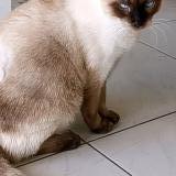 Foto del gato perdido en Saint Barthelemy