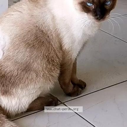 Foto 1/2 Arlow Chat perdido en Saint barthelemy