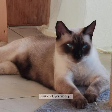 Foto 2/2 Arlow Chat perdido en Saint barthelemy