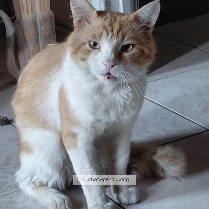 Foto 1/1 Rapido Chat perdido en Paulhan