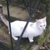 Foto del gato perdido en Cahors