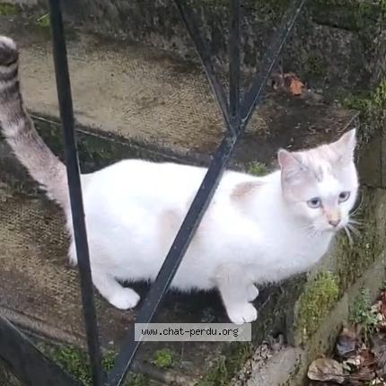 Foto 1/1 Aska Chat perdido en Cahors