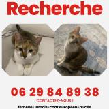 Foto del gato perdido en Rixheim