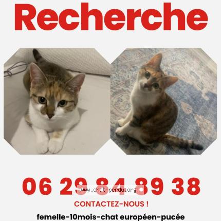 Foto 1/1 Nova Chat perdido en Rixheim