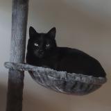 Foto del gato perdido en Nantes