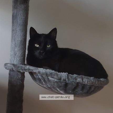 Foto 1/1 Mawhara Chat perdido en Nantes