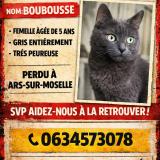 Foto del gato perdido en Ars Sur Moselle