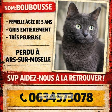 Foto 1/1 Boubousse Chat perdido en Ars sur moselle