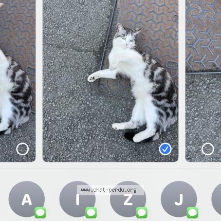 Foto 1/1 Zazie Chat perdido en Gondecourt