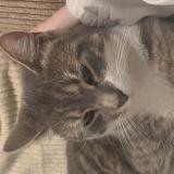 Foto del gato perdido en Arcey