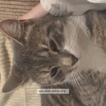 Foto 1/1 Prince Chat perdido en Arcey