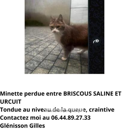 Foto 1/1 Ginette Chat perdido en Urcuit