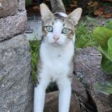 Foto del gato perdido en Saint Barthelemy