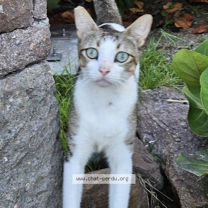 Foto 1/1 Doudou Chat perdido en Saint barthelemy