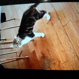 Foto del gato perdido en Asnieres Sur Seine