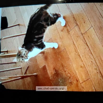 Foto 1/1 Rillo Chat perdido en Asnieres sur seine