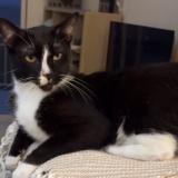 Foto del gato perdido en Saint Barthelemy