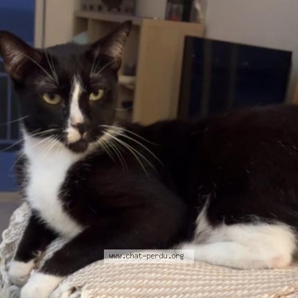 Foto 1/1 Bowie Chat perdido en Saint barthelemy