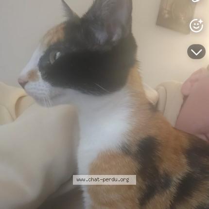 Foto 1/1 Zoro Chat perdido en Ciboure