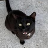 Foto del gato perdido en Saint Barthelemy