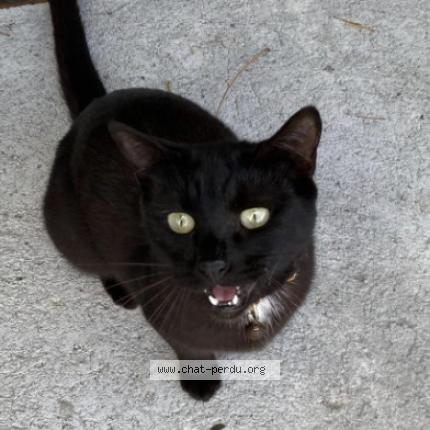 Foto 1/1 Fiordiligi Chat perdido en Saint barthelemy