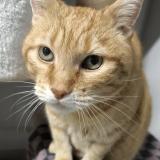 Foto del gato perdido en Marnaz