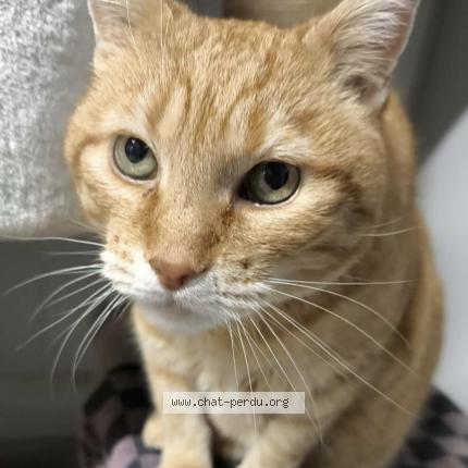 Foto 1/1 Boo Chat perdido en Marnaz