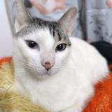 Foto del gato perdido en Buenos Aires