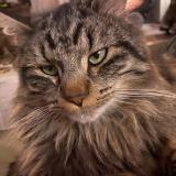 Foto del gato perdido en Gieres